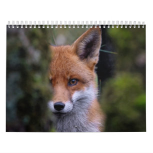 Renard Calendar, Calendar Fox, Forest