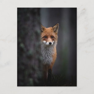renard postcard