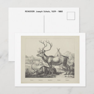 RENDEER Joseph Scholz, 1829 - 1880 Postcard
