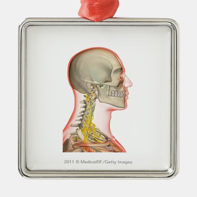 Rendering of the nerves of the neck metal tree decoration (Front)