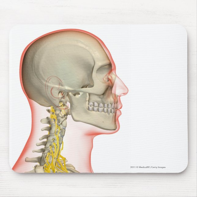 Rendering of the nerves of the neck mouse pad (Front)