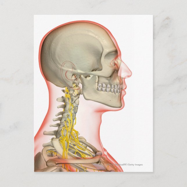 Rendering of the nerves of the neck postcard (Front)