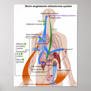 Renin-Angiotensin System Chart Human Body Diagram