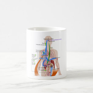 Renin-Angiotensin System Chart Human Body Diagram Coffee Mug