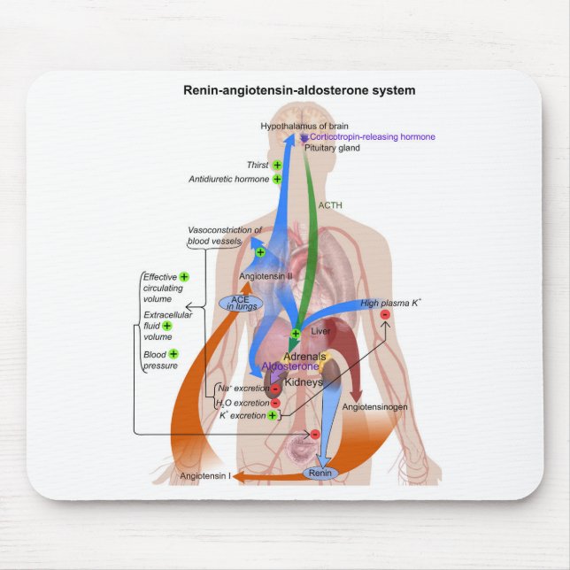 Renin-Angiotensin System Chart Human Body Diagram Mouse Pad (Front)