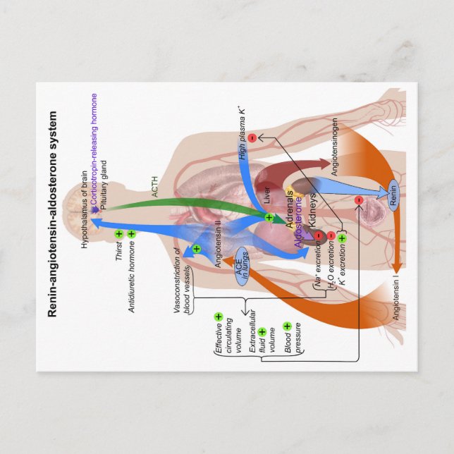 Renin-Angiotensin System Chart Human Body Diagram Postcard (Front)