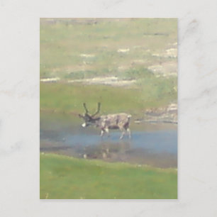 Rentiere im Sommer Postcard