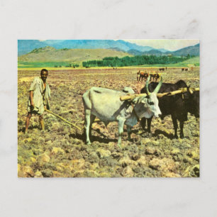 Replica  Vintage Ethiopia, Cattle pulling plow Postcard