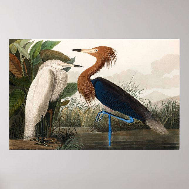 Reproduction of Purple Heron, 1835 Plate CCLVI Poster (Front)