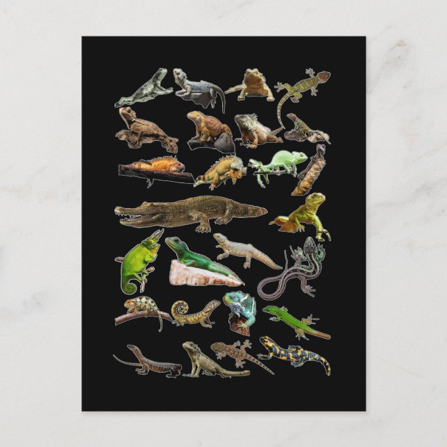 Reptile Collage Lizard Gecko Bearded Dragon Postcard (Front)