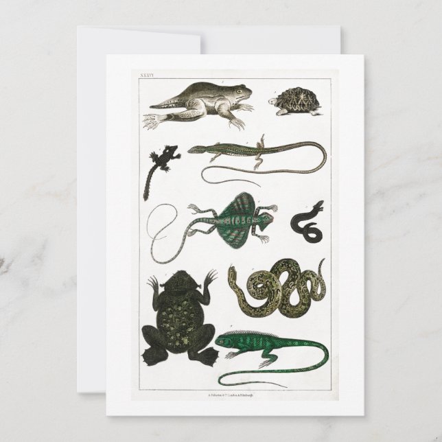 reptile, cute, lizard, animal, reptiles, turtle invitation (Front)