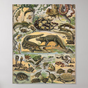 Reptiles Illustration By Adolphe Millot Poster