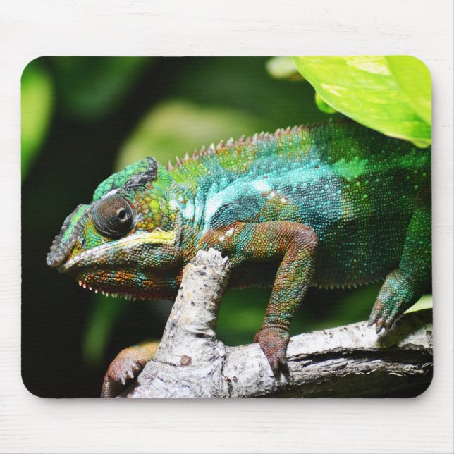 reptiles, lizards, nature mouse pad (Front)