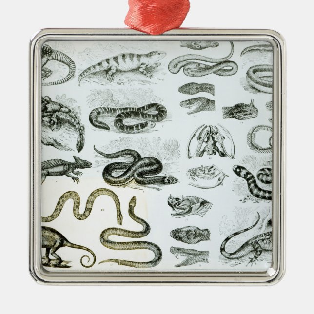Reptiles, Serpents and Lizards Metal Ornament (Front)