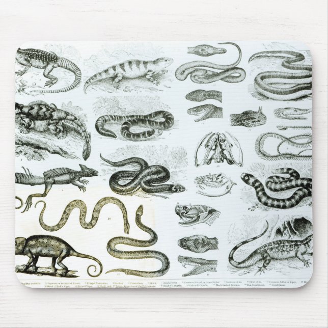 Reptiles, Serpents and Lizards Mouse Pad (Front)