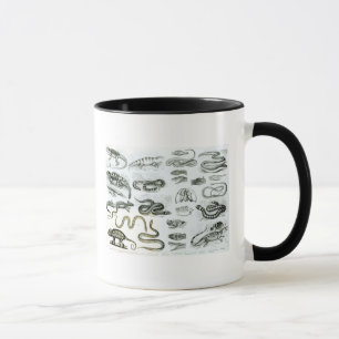 Reptiles, Serpents and Lizards Mug