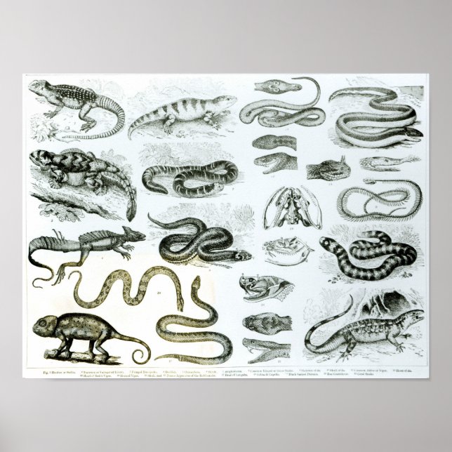 Reptiles, Serpents and Lizards Poster (Front)