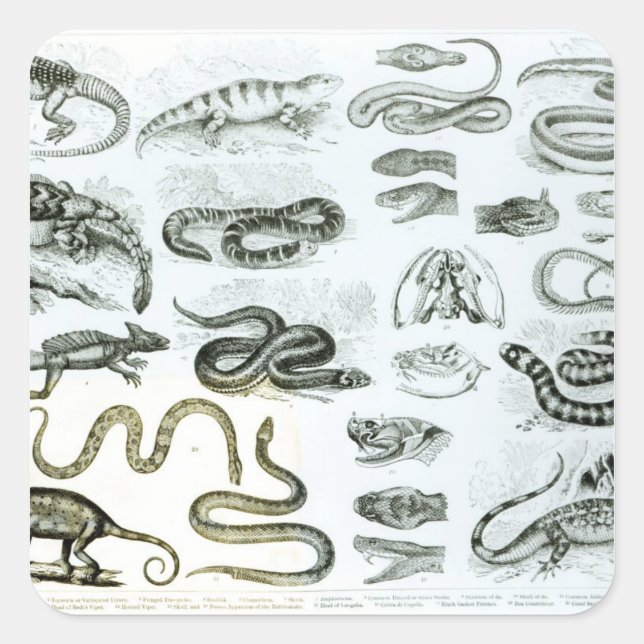 Reptiles, Serpents and Lizards Square Sticker (Front)