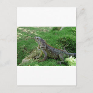 Reptilian Look.JPG Postcard