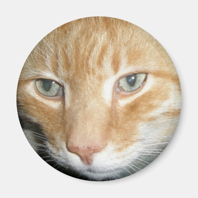 Rescue Cat Magnet (Front)
