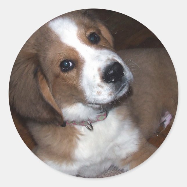 Rescue Dog Buddy Implores You Classic Round Sticker (Front)