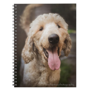 Rescue dog smiling standard poodle notebook
