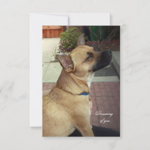 Rescue Dogs 3.5" x 5" Flat Thank You Card