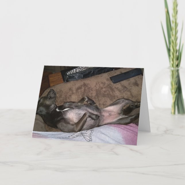 Rescue Dogs Folded Greeting Card (Front)