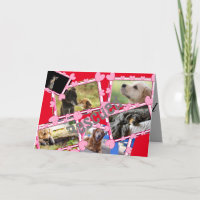 Rescue Dogs
