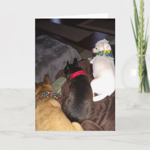 Rescue Dogs Standard, 5" x 7" Folded Greeting Card