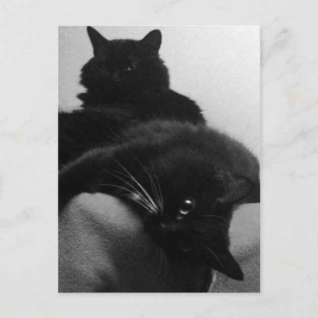 Rescue Kittens Postcard (Front)