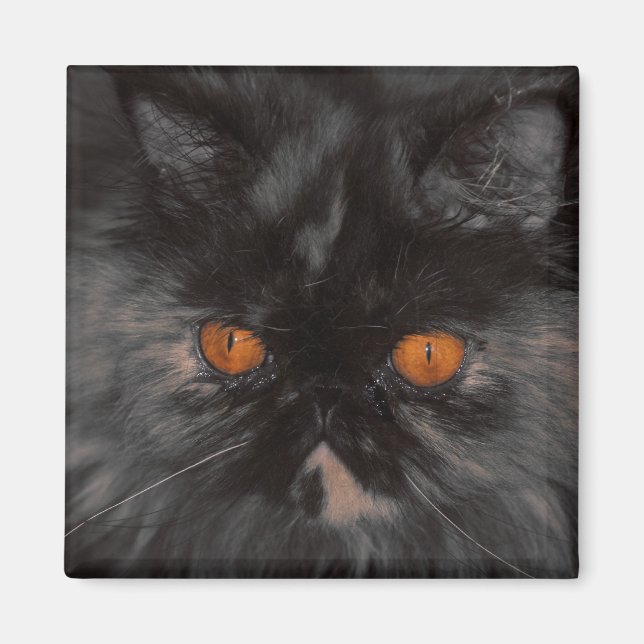 rescue Kitty magnet (Front)