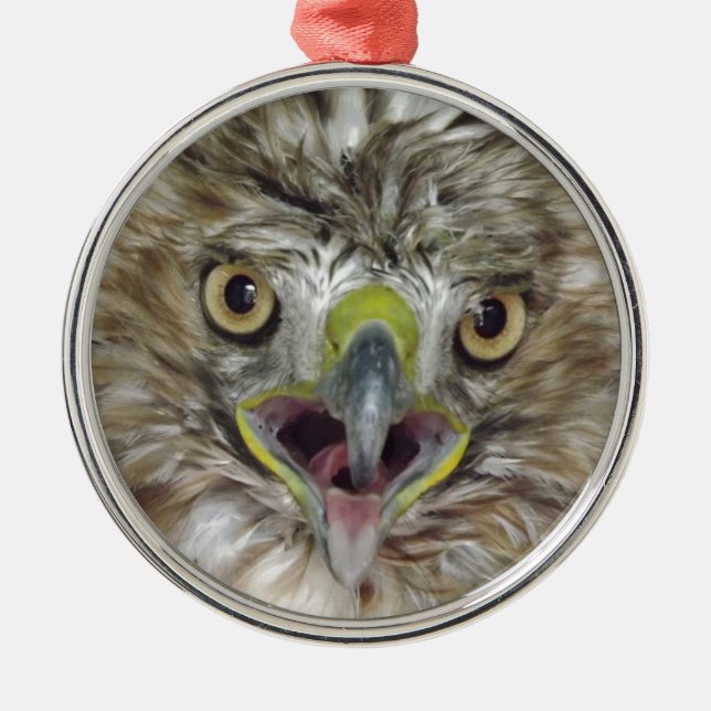Rescued and Released Hawk Metal Ornament (Front)