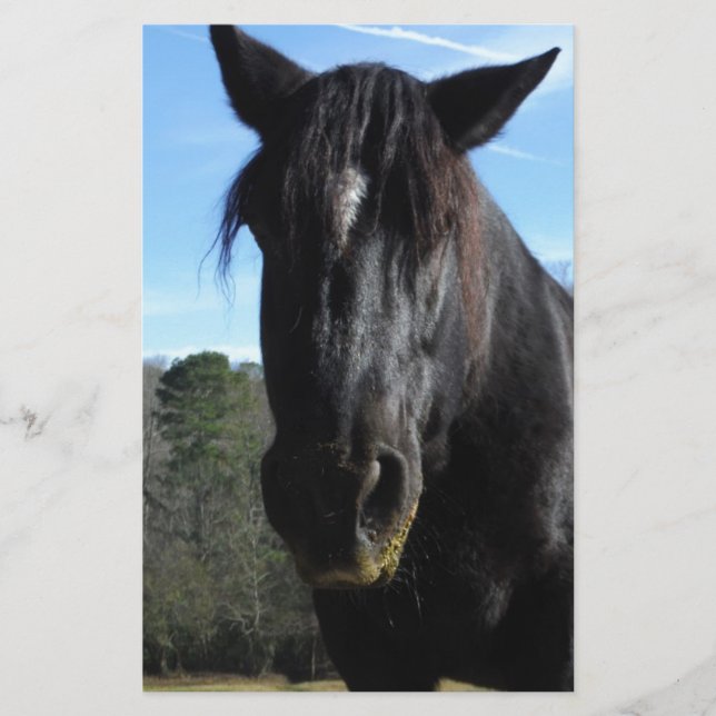 Rescued Black Draught Horse (Front)