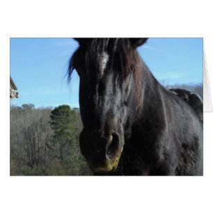 Rescued Black Draught Horse