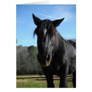 Rescued Black Draught   Horse