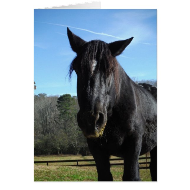 Rescued Black Draught   Horse (Front)
