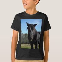 Rescued Black Draught Horse