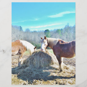 Rescued Draught Horses eating hay