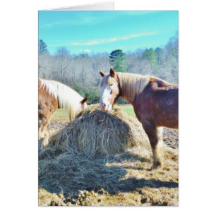 Rescued Draught Horses eating hay