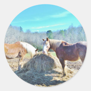 Rescued Draught   Horses eating hay Classic Round Sticker