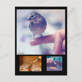 Rescued Goldfinch Story Postcard