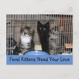 Rescued Kittens Postcard