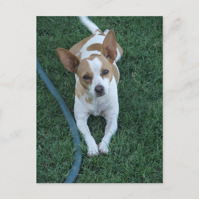 Rescued Postcard (Front)