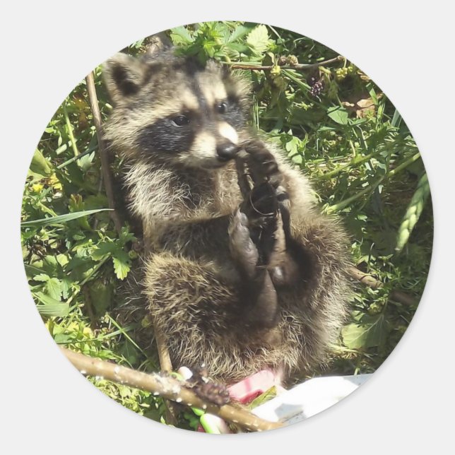 Rescued & Rehabilitated Racoon Baby Classic Round Sticker (Front)