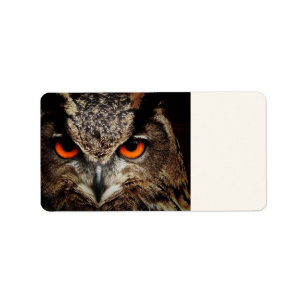 researchers looking owl label