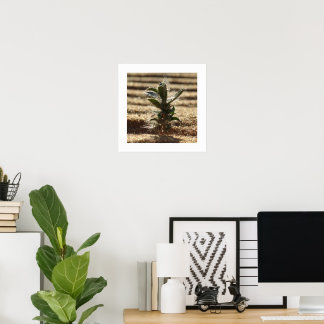Resilient Desert Plant Growing in Golden Sand Poster