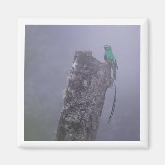 Resplendent Quetzal 2x2 magnet