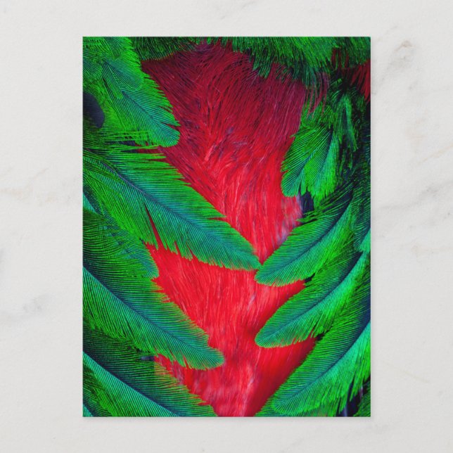 Resplendent Quetzal feather design Postcard (Front)
