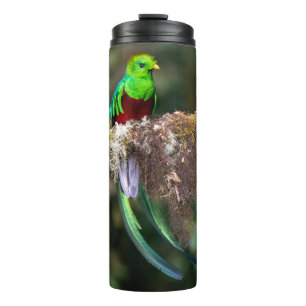 Resplendent Quetzal in the Cloud Forest Thermal Tumbler